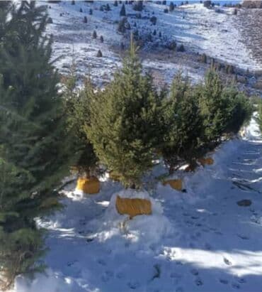 купить декоративные деревья: Тянь-Шаньские ели 1.8 до 2м — 2