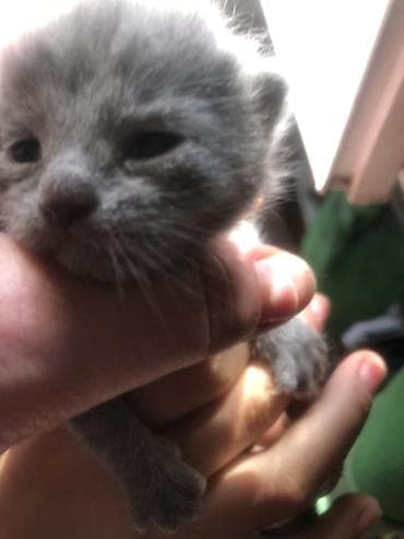 Котёнок, британской Кошечки отец с документами окрас сплошной серый at lalafo.kg Котёнок, британской Кошечки отец с документами окрас сплошной серый