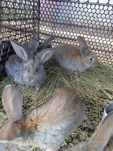 грызуны домашние: Продаю | Крольчата | Для разведения — 2