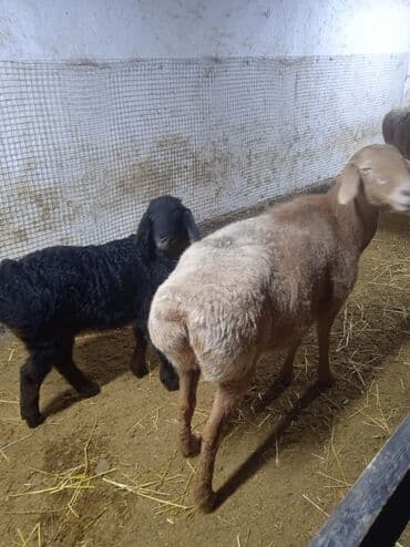 Ковролин: Продаю | Овца (самка) | Арашан | Матка — 6
