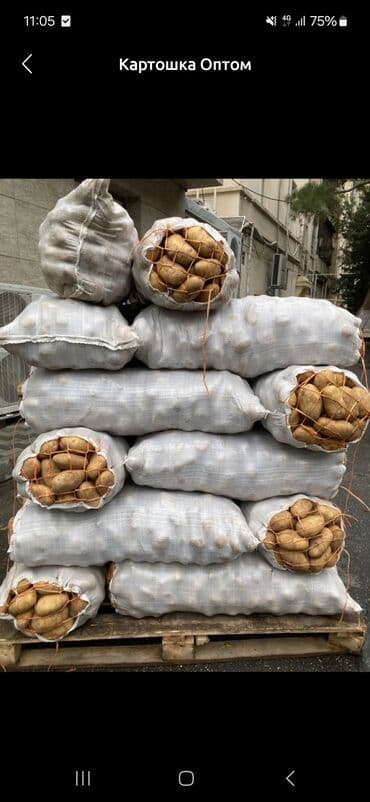 мягкие подушки: Картошка Оптом — 1