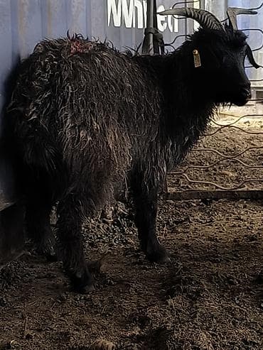 альпийская коза цена: Продаю | Коза (самка) | Для разведения — 3