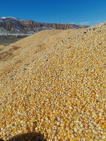 чон ат: 23сом с погрузкой ЗВОНИТЕ СРАЗУ Кукуруза Жугору Мака ОПТОМ РОЗНИЦА — 4