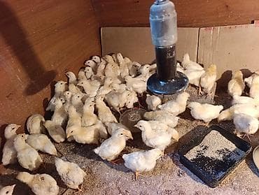 Продаю | Цыплята | Суссекс | Для разведения