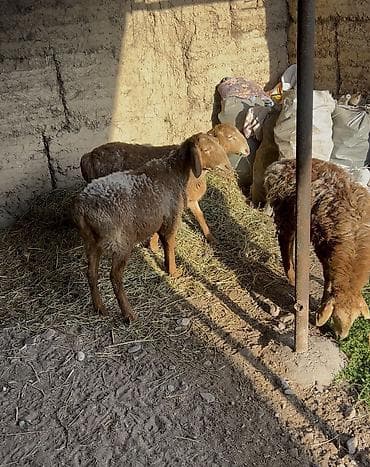 мал сату: Сатам | Ургаачы кой (ургаачы) — 1