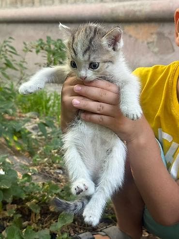 серые котята: Кошка даром: Беспородная, Девочка — 2