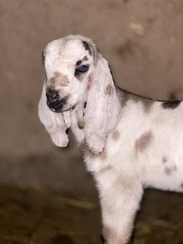 бее кобыла: Продаю | Козлёнок | Нубийская | Для разведения | Племенные — 3