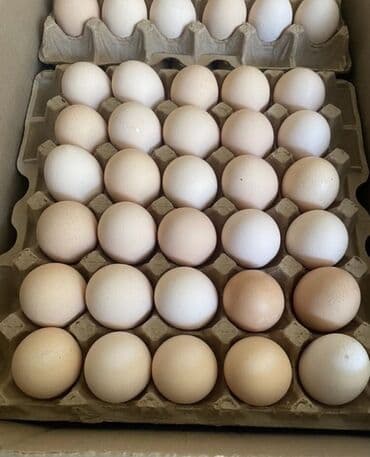 Домашние куриные яйца из частного подворья - Яйца от разновозрастного