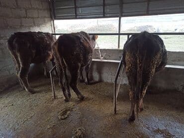племенные коровы молочные купить: Продаю | Корова (самка), Тёлка — 3