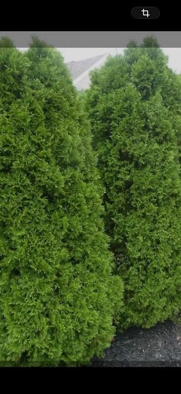 Үй жана бакча: Декоративные садовые растения (фото примеры цветения): - Глициния — 5