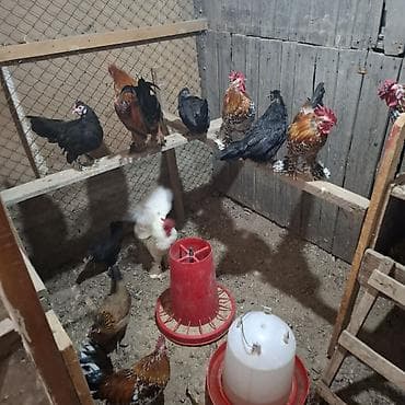 Продаю | Куры | Для разведения