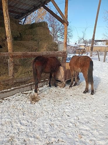 продаю лошад: Продаю | Жеребенок | Для разведения | Племенные — 2