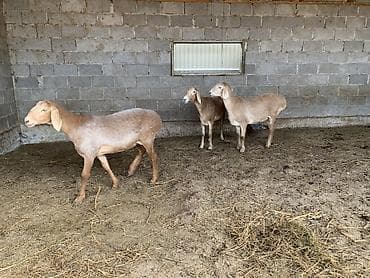 ниппельная поилка для кур: Продаю | Овца (самка) | Для разведения | Матка — 4