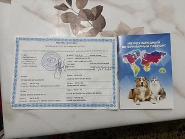 кошки: Белая длинношёрстная кошка 10 месяцев кострированный порода МЕЙКУН — 1