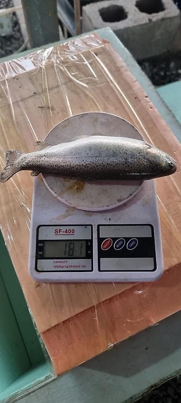 Радужная форель, потрошёная. Средний вес одной тушки — около 181 г at lalafo.kg Радужная форель, потрошёная. Средний вес одной тушки — около 181 г