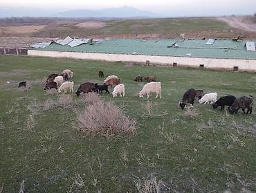 жеребята лошади: Продаю | Коза (самка) | Полукровка | Для разведения — 4