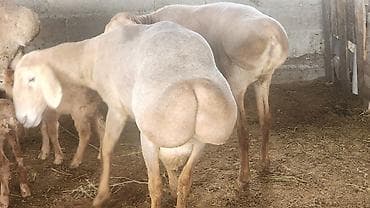 кармушки для баранов: Продаю | Овца (самка) | На забой | Матка — 3