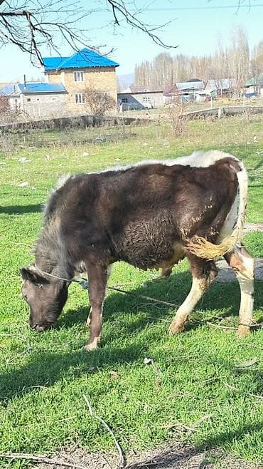 Сатам | Бука (эркек) | Аргын | Бордоп семиртүү үчүн — 1