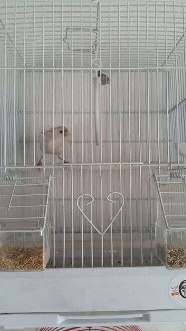 зеленый волнистый попугай: Канарейки очень неприхотливы, живут и поют по 15 лет, способны — 5