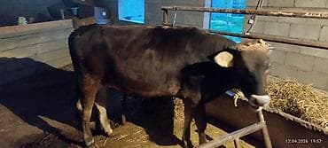 корм животным: Продаю | Тёлка | На забой — 4