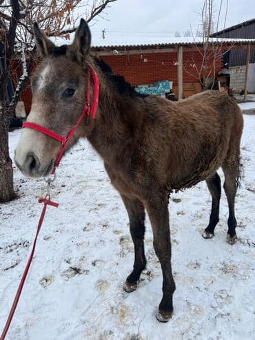 собака дом: Продаю | Жеребенок — 3