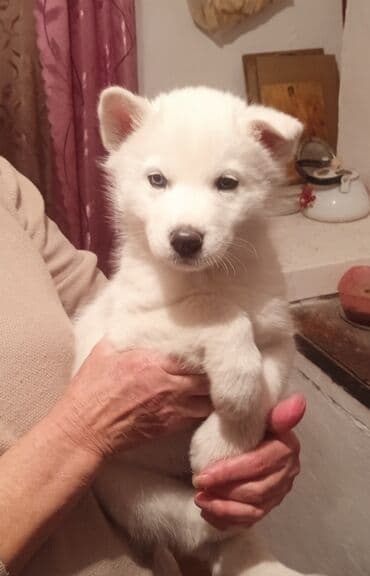 Хаски, 1 месяц, Самец