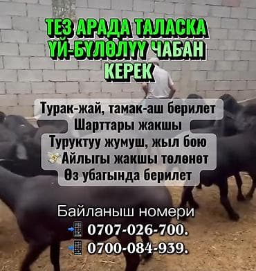 Требуется Пастух, Оплата: Сдельная, Питание at lalafo.kg Требуется Пастух, Оплата: Сдельная, Питание