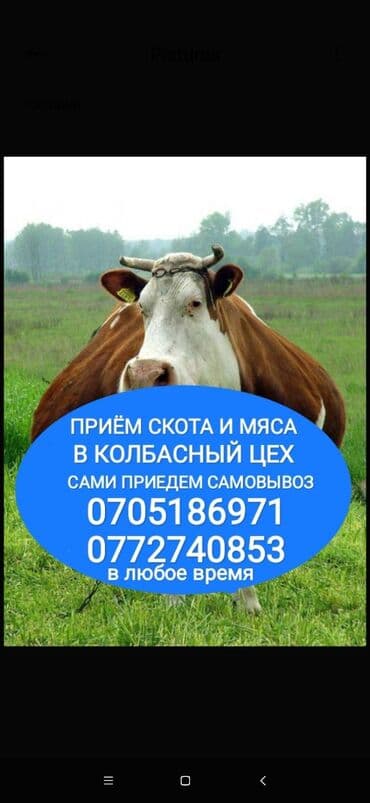 купить экзотических животных: Куплю | Коровы, быки, Лошади, кони, Другие с/х животные | Круглосуточно, Любое состояние, Забитый — 1