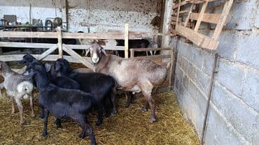 продажа щенков немецкой овчарки с документами в бишкеке: Продаю | Жеребец | Рабочий — 5