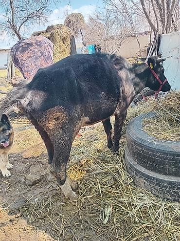 бараны аршан: Продаю | Корова (самка) | Для молока — 2