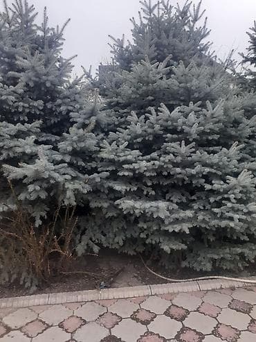 отургуч бу: Ели декоративные для ландшафтного озеленения - Породы: ель колючая — 2