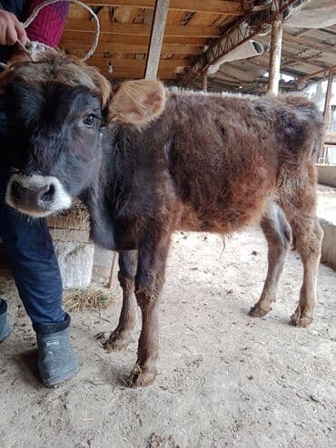 ветеринар токмок: Продаю | Музоо, торпок | Алатауская | Для разведения — 2