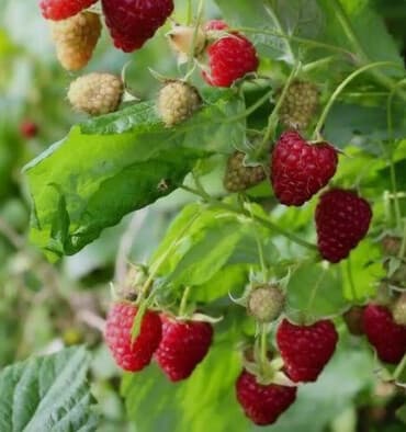 раковина с тумбой бишкек: Малина — 1