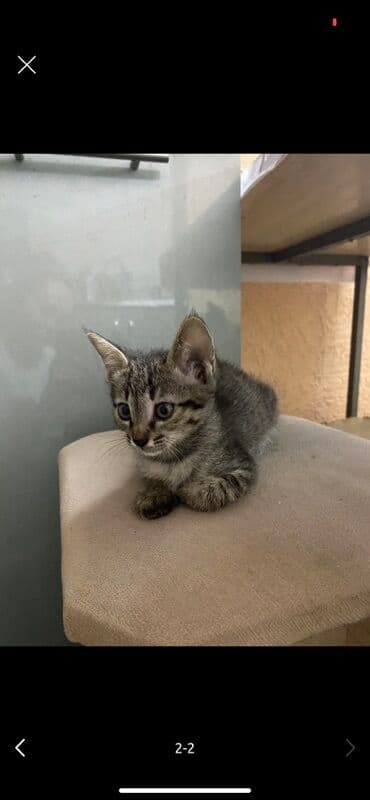 продажа щенков немецкой овчарки с документами в бишкеке: Котёнок, тигровый табби - Окрас: серый мраморно-полосатый (tabby) с — 1