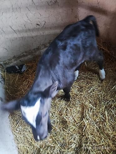 куры тоджон: Продаю | Музоо, торпок | На откорм — 2