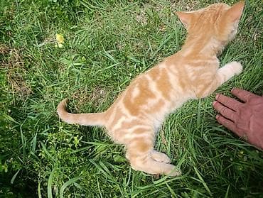 кошка тайская: Рыжий котёнок с ярким мраморным окрасом (классический табби). - — 2