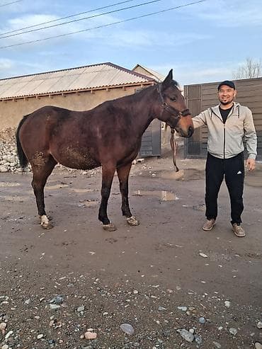 Продаю | Кобыла (самка) | Английская | Конный спорт | Племенные at lalafo.kg Продаю | Кобыла (самка) | Английская | Конный спорт | Племенные