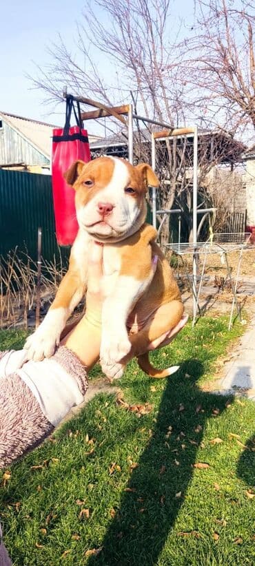 собаки на продажу: Амстафф, 1 месяц, Самец — 2