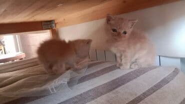 купить домик для кошки недорого: Пушистые котята кремового окраса - Порода: похожи на — 7