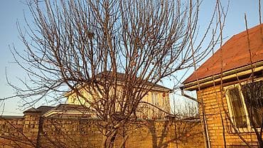 Дрова Самовывоз, Платная доставка — 4