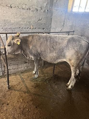 жаныбарлар: Сатам | Кунаажын | Бордоп семиртүү үчүн | Байланган — 1