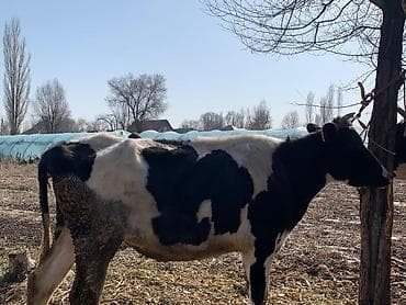 Ветеринар кызматы: Сатам | Уй (ургаачы) | Сүт алуу үчүн | Байланган — 1