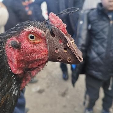 Услуги ветеринара: Нашпорники наклювник. цена на 2 петуха комплект 1500. наклювник — 5