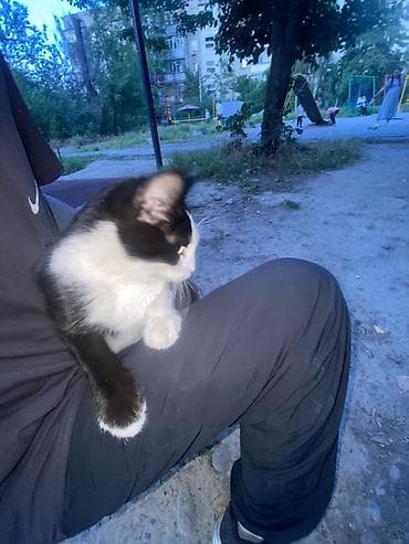 купить кошку бишкек: Кошка даром: Беспородная, 9 месяцев, Мальчик, Приучена к лотку, Проглистована — 1