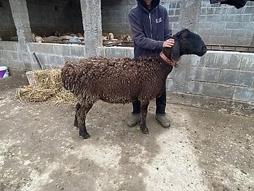кремация животных бишкек: Продаю | Баран (самец) | Арашан | Для разведения | Матка — 6