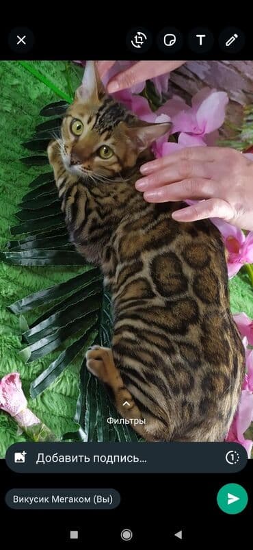 бенгальский леопардовый кот: Друзья !! в проф питомнике Бен Гла Мур новые детки .Бенгальские котята — 17