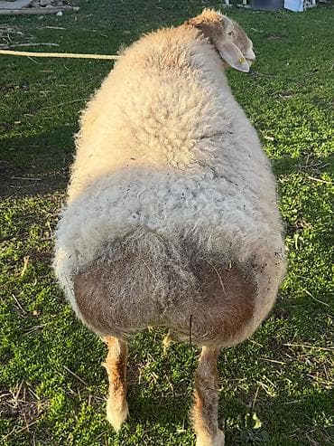 продаю мёд: Продаю | Баран (самец) | Арашан — 3