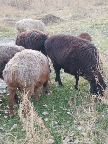 цены породистых собак: Сатам | Ургаачы кой (ургаачы) | Арашан | Көбөйтүү үчүн | Бооз — 7
