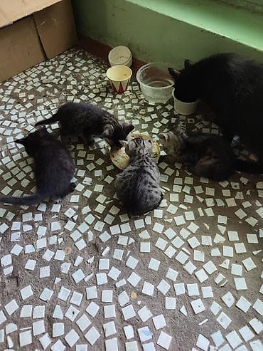 Продажа кошек: Котята . бесплатно в добрые руки. - Помет из нескольких котят — 2