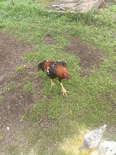 когти для дерева: Продаю | Петух | Бойцовая | Для разведения — 2